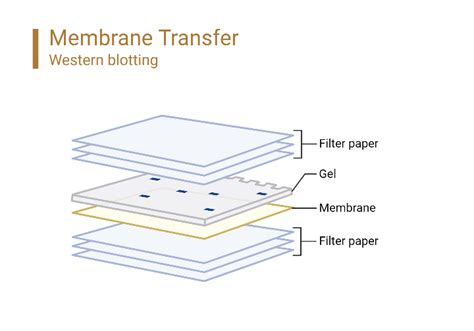 Membrane Transfer Schematics BioRender Science Templates