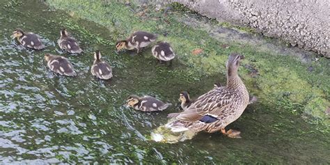 Fotovideo Patka S Pačićima Na Trsteniku Dalmatinski Portal