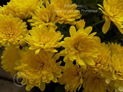 Plantfiles Pictures Chrysanthemum Garden Mum Florists Mum Elena