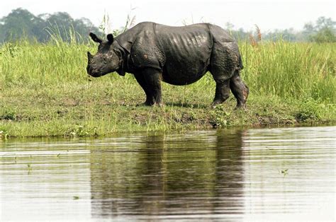 Recordaantal Neushoorns Gestroopt In Afrika Het Parool