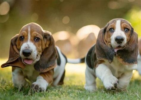 Pros And Cons Of Owning A Basset Hound