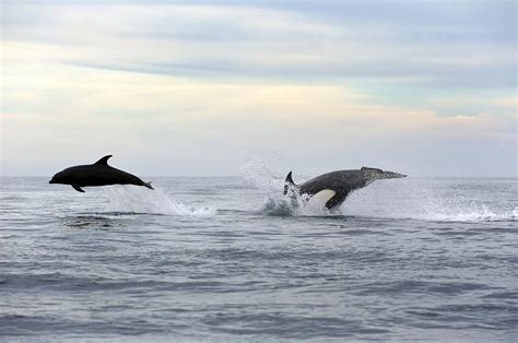 Killer Whale Hunting Photograph by Christopher Swann