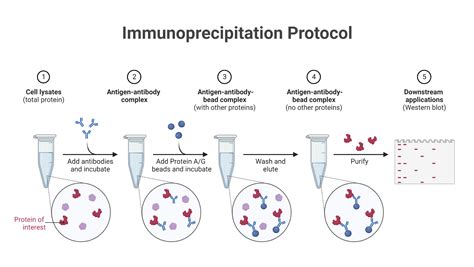 Immunoprecipitation