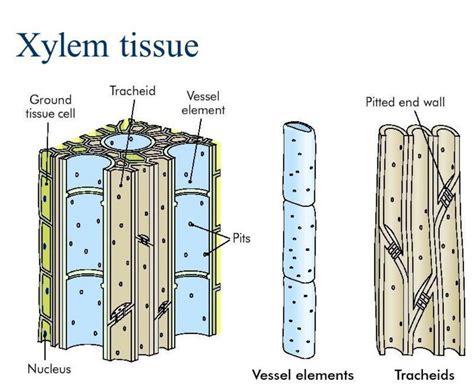 Xylem Definition, Location, Function, Facts Britannica, 60% OFF