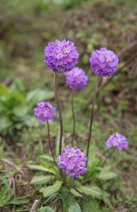 Drumstick primrose (Primula denticulata) | morten ross