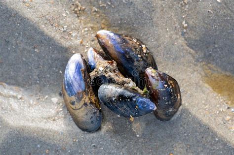 Mud At Low Tide On North Sea Stock Image Image Of Mudflat Beach