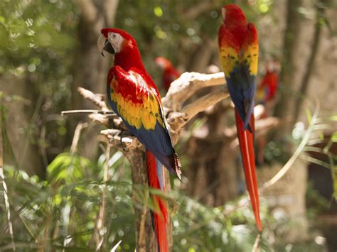 Llega A Palenque Parvada De Guacamaya Roja Blog Xcaret Lee Sobre Viajes Gastronomía