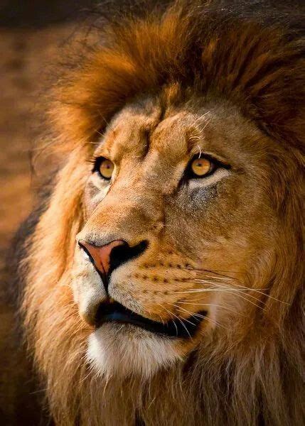 Majestic Male Lion Portrait