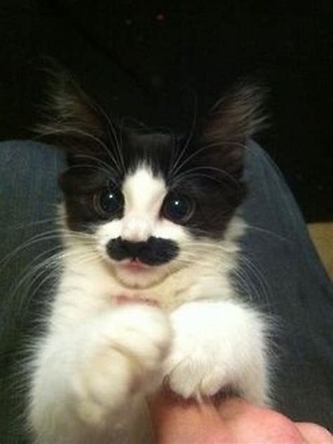 Ten Cats With Moustaches That Simple Moustache You Some Questions