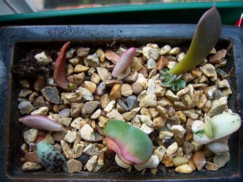 Clever Tips to Try Out When Propagating Succulents