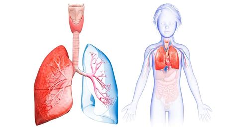 Detail Gambar Pernapasan Manusia Gambar Bagian Mata Dan Fungsinya