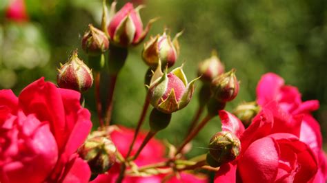 Landelijke Bloementuin De Knoest Tuinen En Bomenrooierij