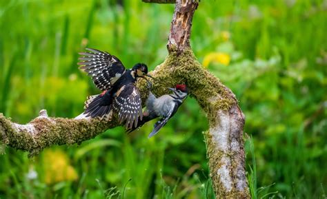 Wildlife Photographer Captures Rare Moments for Alaska Daily 12