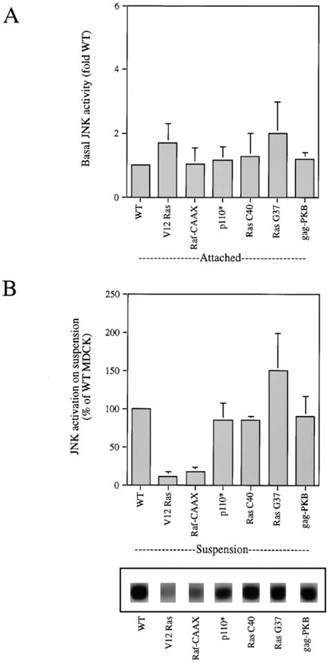 Effect Of Stable Expression Of Activated Ras And Downstream Effectors