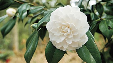 The Complete Guide To Camellias Camellia Plant Flowering Shrubs