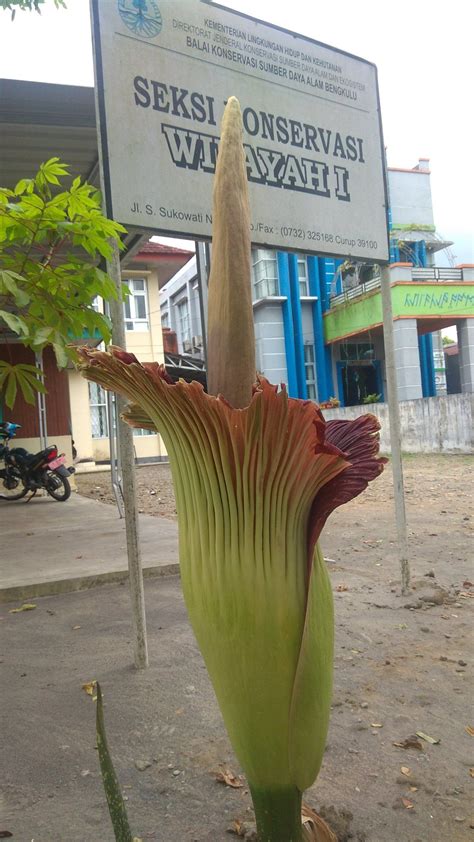 Mengenal Amorphophallus Titanum Bunga Bangkai Raksasa Endemik Jadi