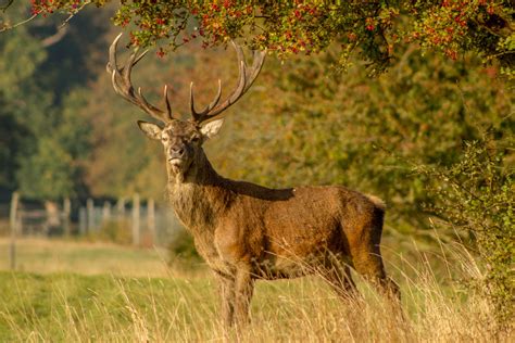 Free Images Prairie Male Wildlife Stag Mammal Fauna Grassland Vertebrate Hunting Elk