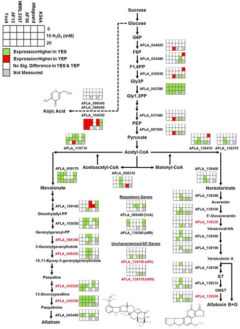 Differential Expression Of Genes Involved In Glycolysis And Secondary