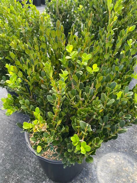 Explore Wintergreen Boxwood Shrub Eureka Farms