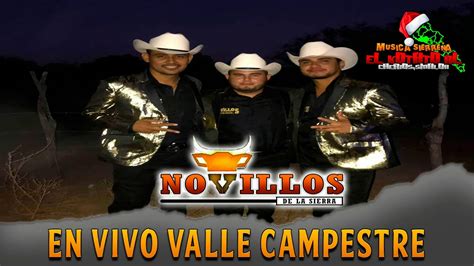 Corrido Del Gato En Vivo Valle Campestre Novillos De La Sierra