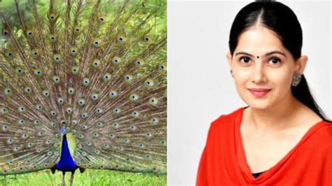 Jaya Kishori Claim About Female Peacock Get Pregnant With Male Tears मोर के आंसू पीकर