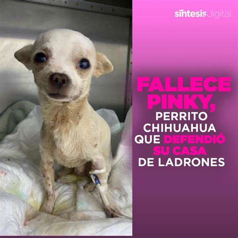 Tras Cinco Semanas De Lucha Fallece Pinky Perrito Chihuahua Que