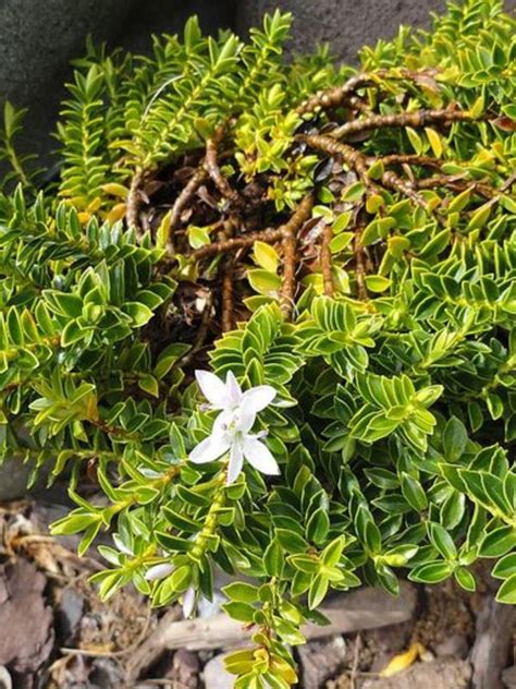 Oderings Garden Centres | Shrub - Hebe Odora Prostrata