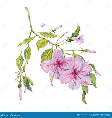 Watercolor Pink Hibiscus Flowers With Green Leaves Hand Painted