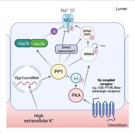 Figure 1 From The Serine Threonine Protein Phosphatases That Regulate