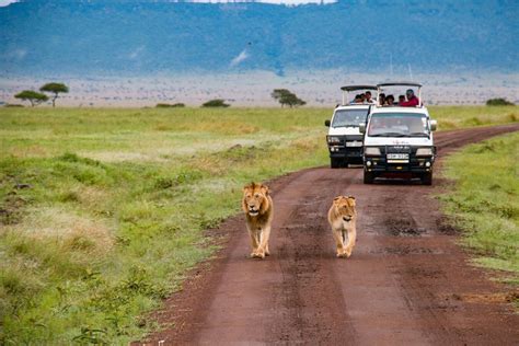 Los 6 Mejores Safaris En África Chapka Seguros