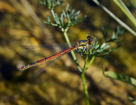 Large Red Damselfly Pyrrhosoma Nymphula Markku Huttunen Flickr