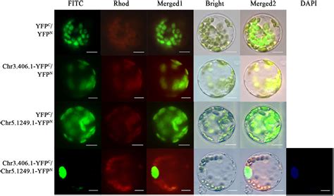 Frontiers Protoplast Isolation And Transient Transformation System