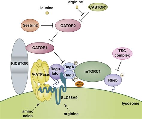 The Dawn Of The Age Of Amino Acid Sensors For The Mtorc Pathway Cell