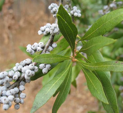 Using Georgia Native Plants: The Promise of Spring