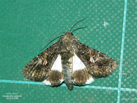 四季折々・散歩中のことども: ウリキンウワバ（幼虫、成虫）