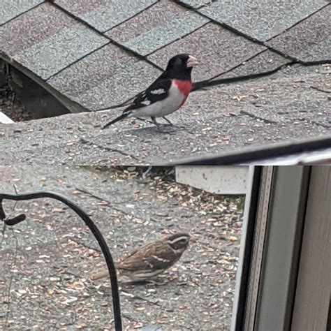 84 best Rose Breasted Grosbeak images on Pholder | Birdpics, Birding