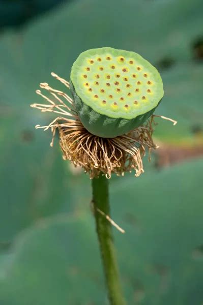 Flores De Loto Rosa Nelumbo Nucifera Tambi N Conocida Como El Loto