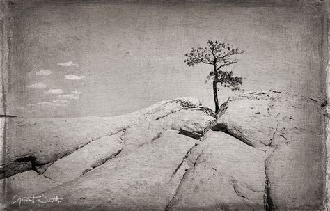 El Malpais, National Monument, rocks and tree at the Sandstone Bluffs