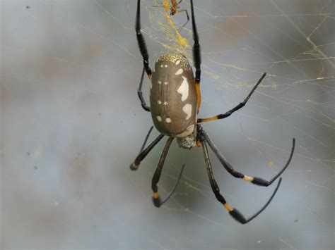 Banded Legged Golden Orb Web Spider From Mbour Senegal On November 17