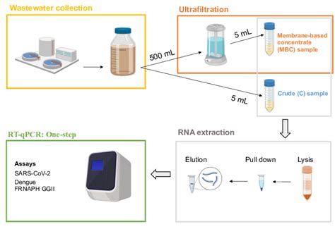 Overview Of The Process Used For Quantifying Sars Cov In Crude C