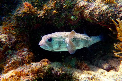 Epic Self Guided Snorkeling In Curaçao — Deviating The Norm