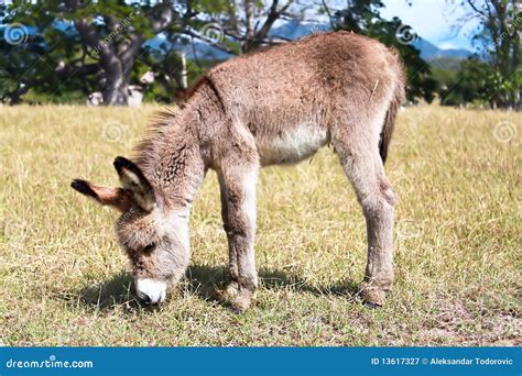 Baby Donkey In The New Forest Hampshire Royalty-Free Stock Photography ...