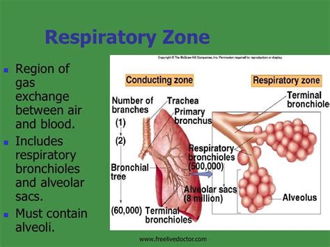 Physiology Of Respiration