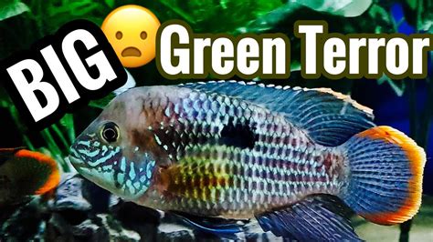 Green Terror Cichlid Size Tank Mates Care And More