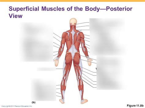 A&P Posterior Diagram 1 Diagram | Quizlet 
