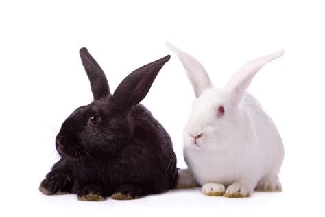 Pet Rabbit Breeds | Choosing The Right One For You | rabbits.life