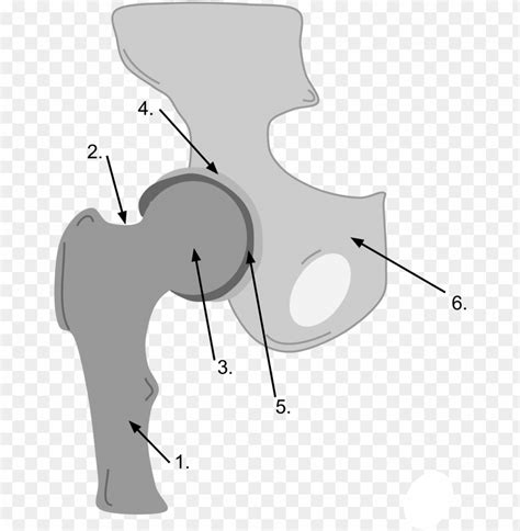 Aggregate More Than Ball And Socket Joint Drawing Super Hot