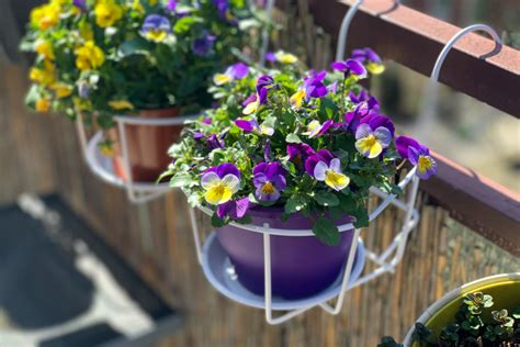 Planta Violeta Es De Sol O Sombra Huerto En Casa