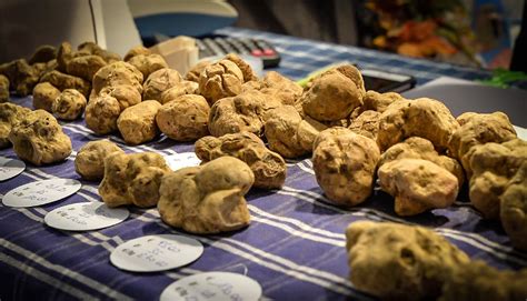 Programma Della Fiera Del Tartufo Bianco D Alba 2024