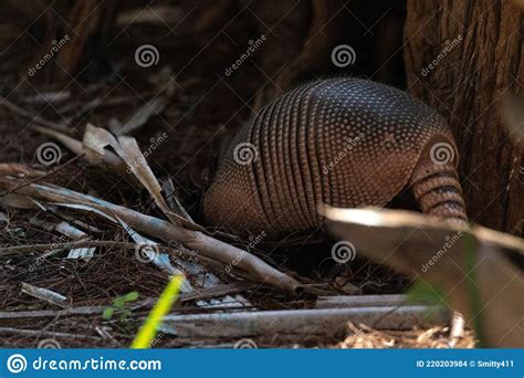 Foraging Nine Banded Armadillo Dasypus Novemcinctus In The Woods Stock